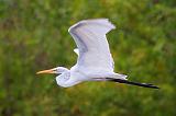 Egret In Flight_25884